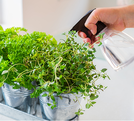 植物だってじゃんじゃん水浴び